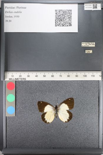 Media type: image;   Entomology 131638